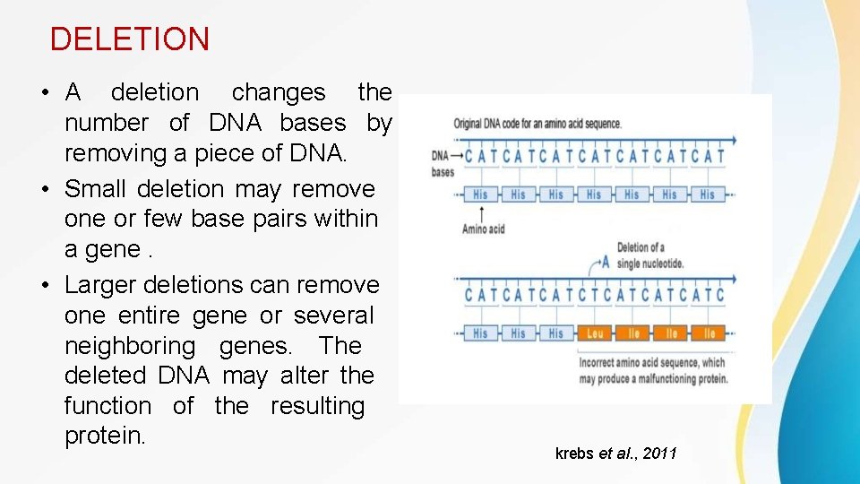 DELETION • A deletion changes the number of DNA bases by removing a piece