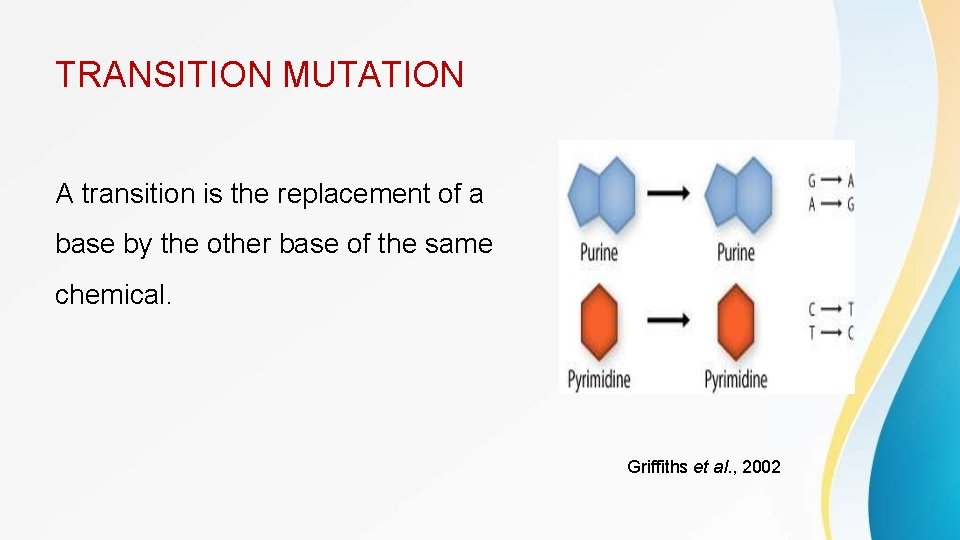 TRANSITION MUTATION A transition is the replacement of a base by the other base