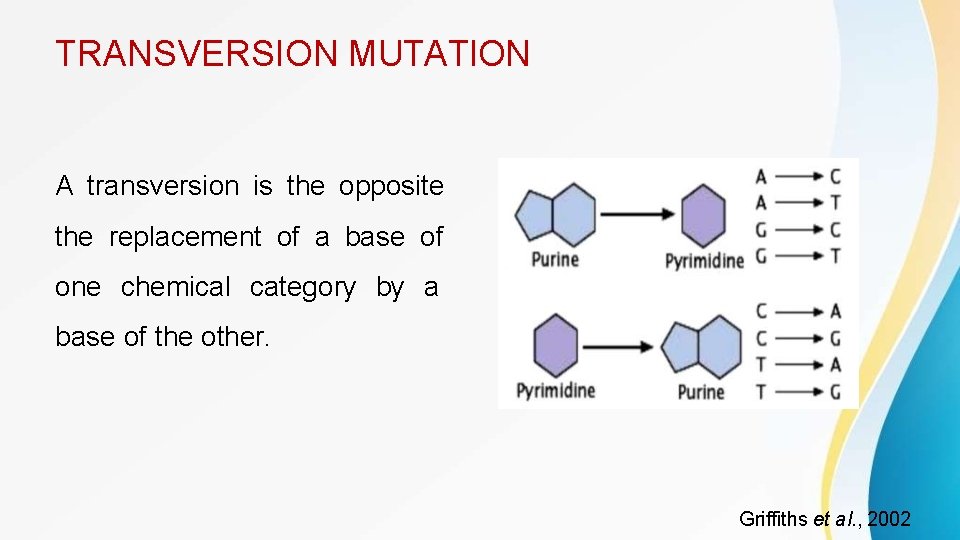 TRANSVERSION MUTATION A transversion is the opposite the replacement of a base of one