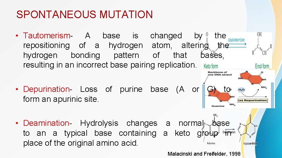 SPONTANEOUS MUTATION • Tautomerism- A base is changed by the repositioning of a hydrogen