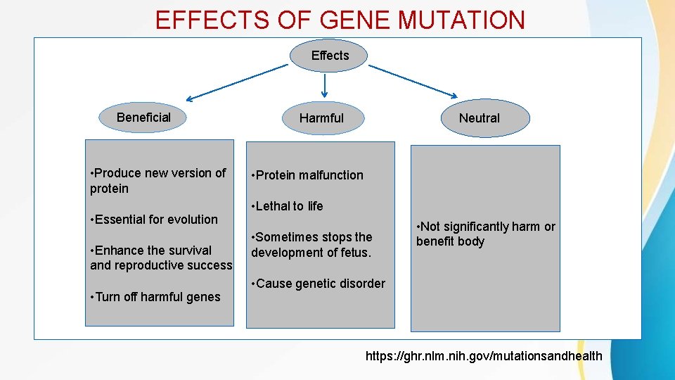 EFFECTS OF GENE MUTATION Effects Beneficial • Produce new version of protein • Essential