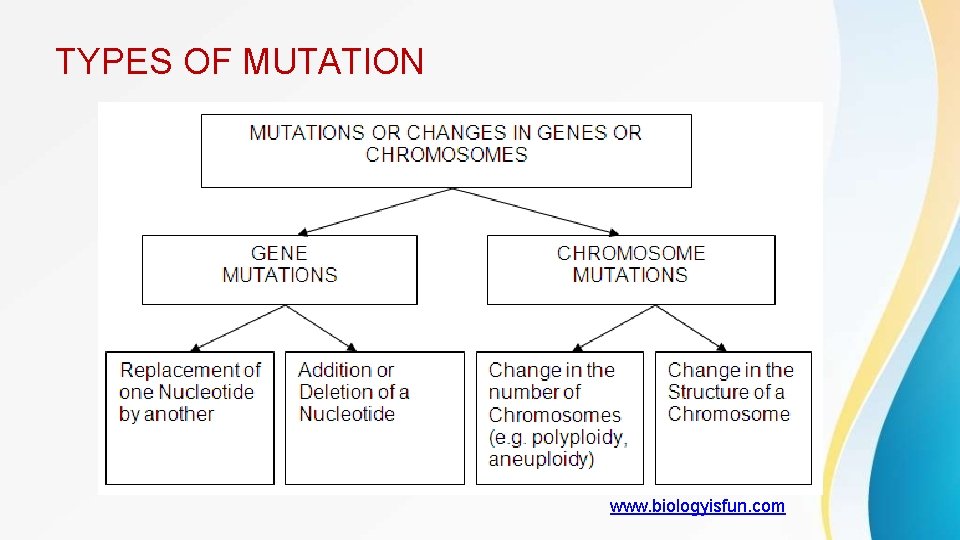 TYPES OF MUTATION www. biologyisfun. com 