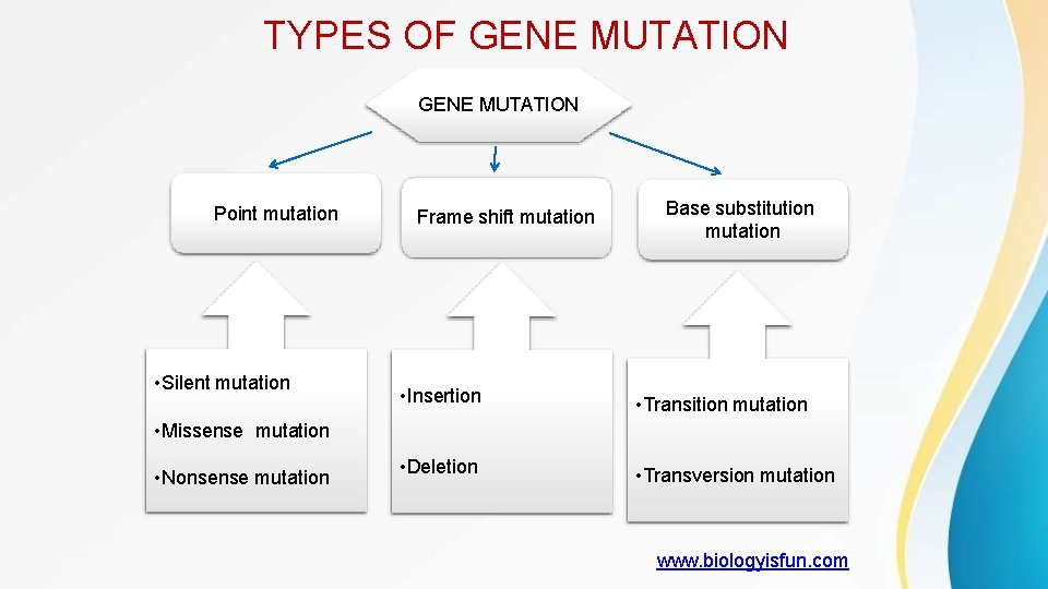 TYPES OF GENE MUTATION Point mutation • Silent mutation Frame shift mutation Base substitution