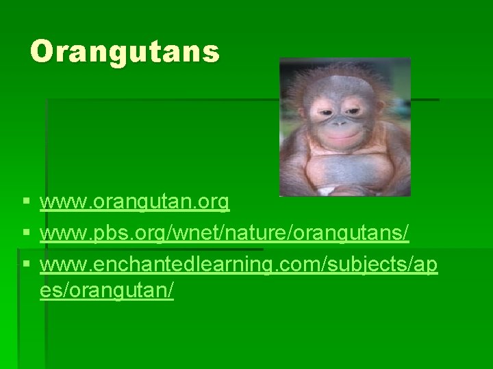 Orangutans § www. orangutan. org § www. pbs. org/wnet/nature/orangutans/ § www. enchantedlearning. com/subjects/ap es/orangutan/