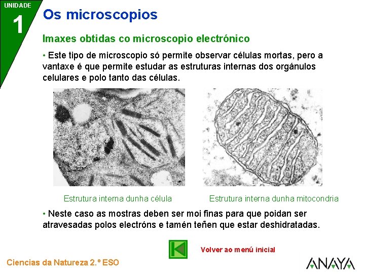 UNIDADE 1 Os microscopios Imaxes obtidas co microscopio electrónico • Este tipo de microscopio