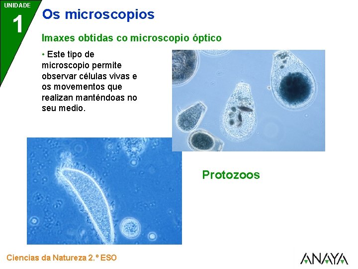 UNIDADE 1 Os microscopios Imaxes obtidas co microscopio óptico • Este tipo de microscopio