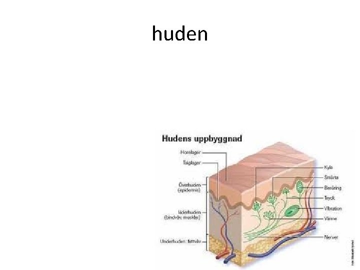 huden 