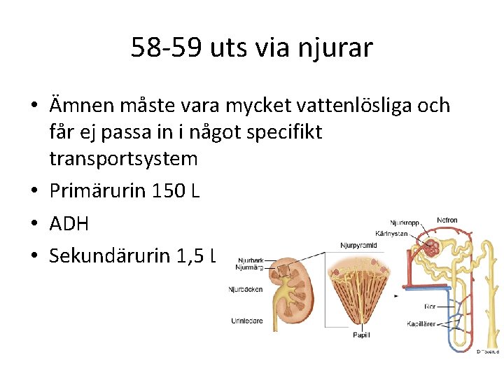 58 -59 uts via njurar • Ämnen måste vara mycket vattenlösliga och får ej