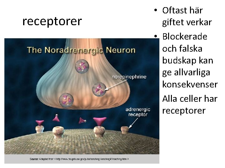 receptorer • Oftast här giftet verkar • Blockerade och falska budskap kan ge allvarliga