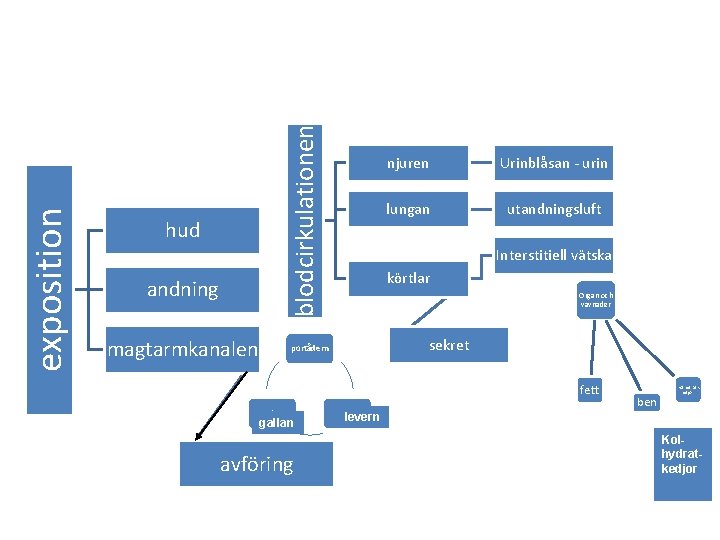 blodcirkulationen exposition hud andning magtarmkanalen njuren Urinblåsan - urin lungan utandningsluft Interstitiell vätska körtlar