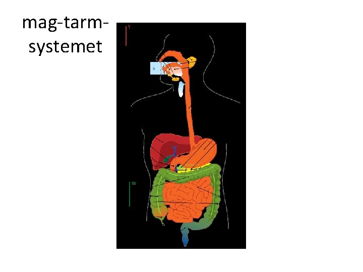 mag-tarmsystemet 