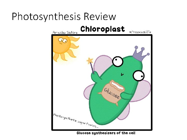Photosynthesis Review 