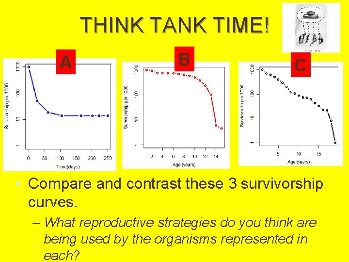 THINK TANK TIME! A B C • Compare and contrast these 3 survivorship curves.