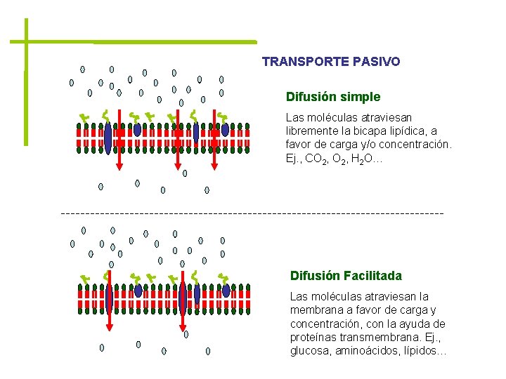 TRANSPORTE PASIVO Difusión simple Las moléculas atraviesan libremente la bicapa lipídica, a favor de