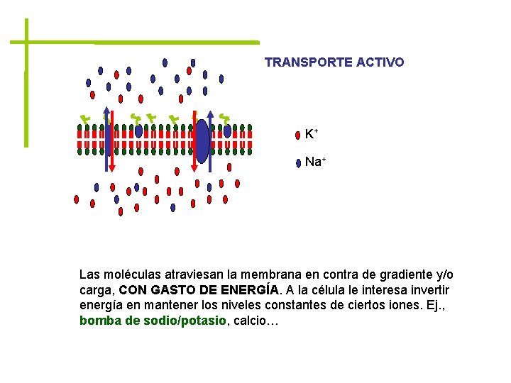 TRANSPORTE ACTIVO K+ Na+ Las moléculas atraviesan la membrana en contra de gradiente y/o