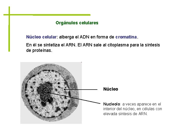 Orgánulos celulares Núcleo celular: alberga el ADN en forma de cromatina. En él se