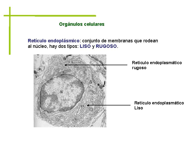 Orgánulos celulares Retículo endoplásmico: conjunto de membranas que rodean al núcleo, hay dos tipos: