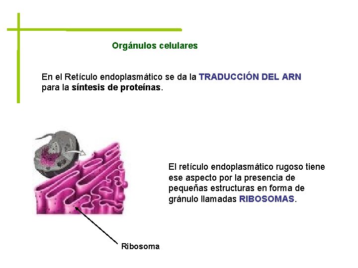 Orgánulos celulares En el Retículo endoplasmático se da la TRADUCCIÓN DEL ARN para la