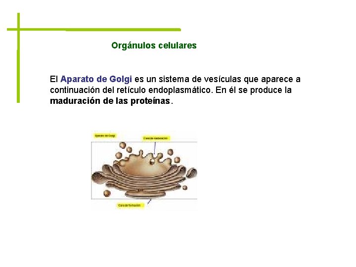 Orgánulos celulares El Aparato de Golgi es un sistema de vesículas que aparece a