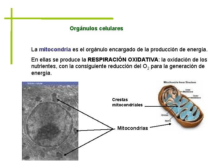 Orgánulos celulares La mitocondria es el orgánulo encargado de la producción de energía. En