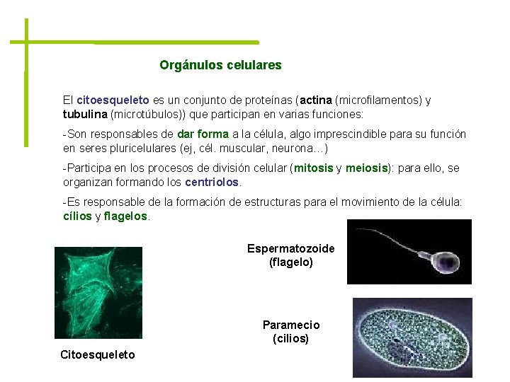 Orgánulos celulares El citoesqueleto es un conjunto de proteínas (actina (microfilamentos) y tubulina (microtúbulos))