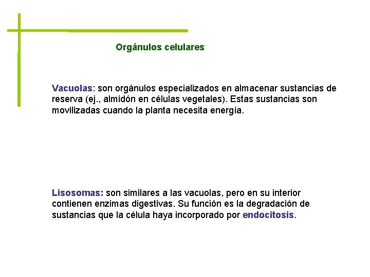 Orgánulos celulares Vacuolas: son orgánulos especializados en almacenar sustancias de reserva (ej. , almidón