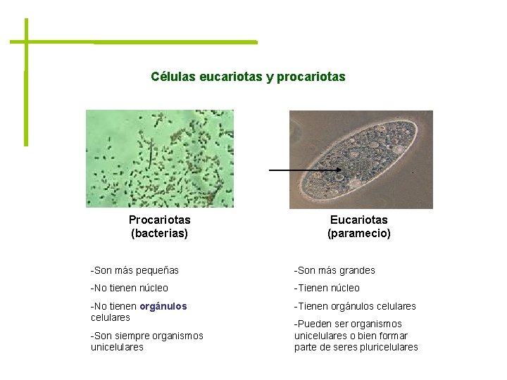 Células eucariotas y procariotas Procariotas (bacterias) Eucariotas (paramecio) -Son más pequeñas -Son más grandes