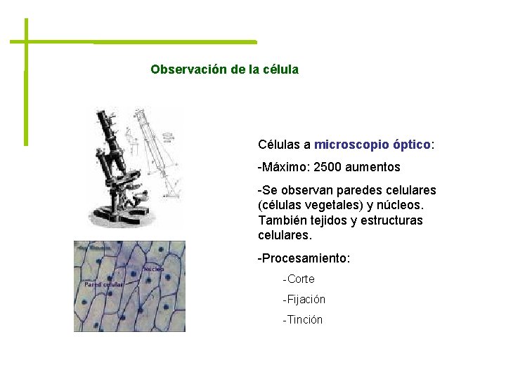 Observación de la célula Células a microscopio óptico: -Máximo: 2500 aumentos -Se observan paredes