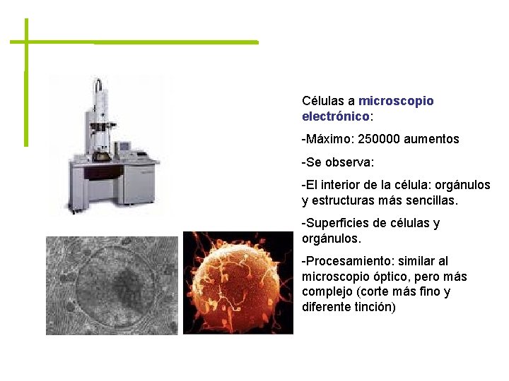 Células a microscopio electrónico: -Máximo: 250000 aumentos -Se observa: -El interior de la célula: