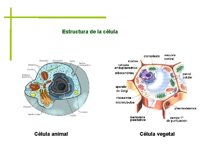 Estructura de la célula Célula animal Célula vegetal 