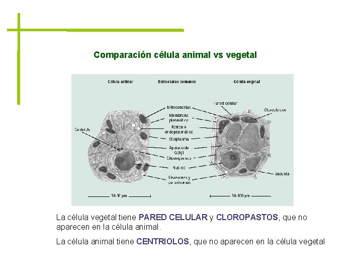 Comparación célula animal vs vegetal La célula vegetal tiene PARED CELULAR y CLOROPASTOS, que