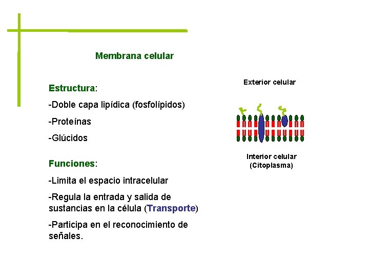 Membrana celular Estructura: Exterior celular -Doble capa lipídica (fosfolípidos) -Proteínas -Glúcidos Funciones: -Limita el