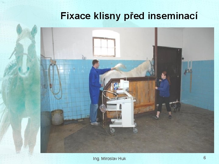 Fixace klisny před inseminací Ing. Miroslav Huk 6 