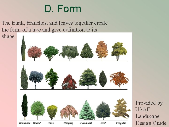 D. Form The trunk, branches, and leaves together create the form of a tree