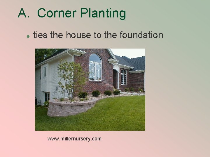 A. Corner Planting l ties the house to the foundation www. millernursery. com 