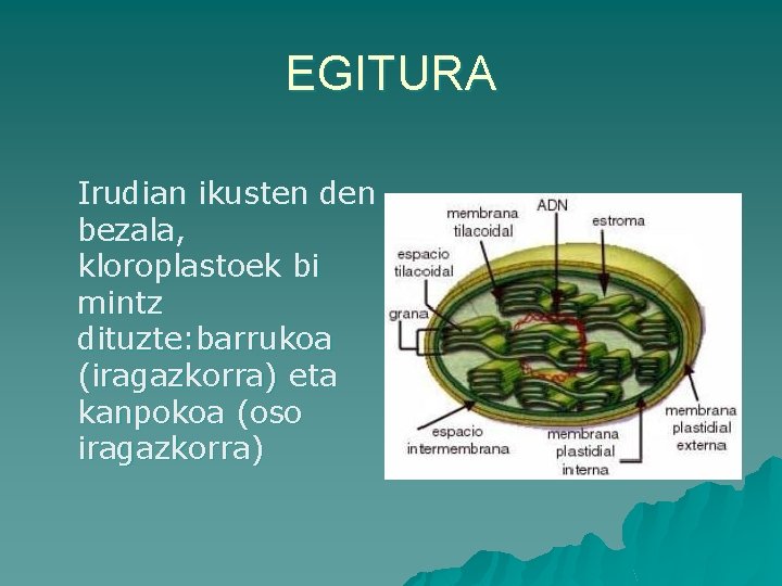 EGITURA Irudian ikusten den bezala, kloroplastoek bi mintz dituzte: barrukoa (iragazkorra) eta kanpokoa (oso