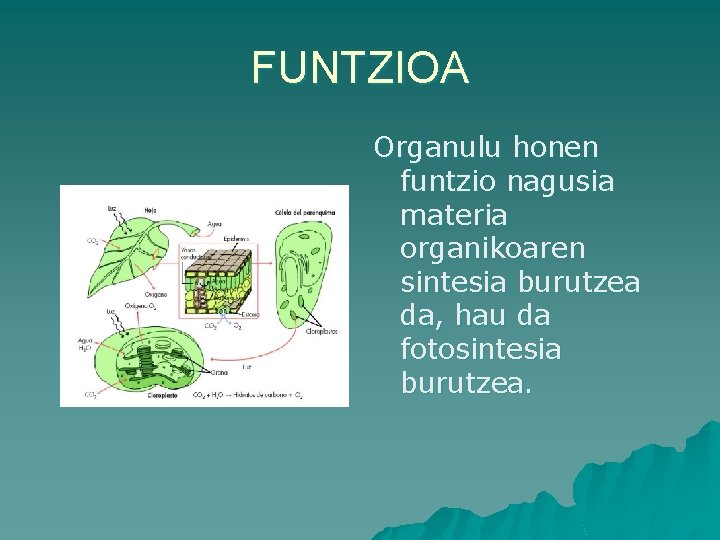 FUNTZIOA Organulu honen funtzio nagusia materia organikoaren sintesia burutzea da, hau da fotosintesia burutzea.