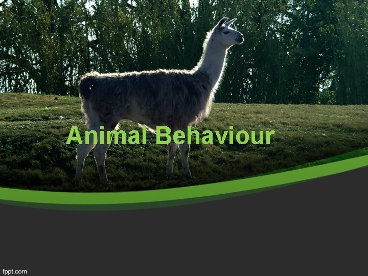 Animal Behaviour 
