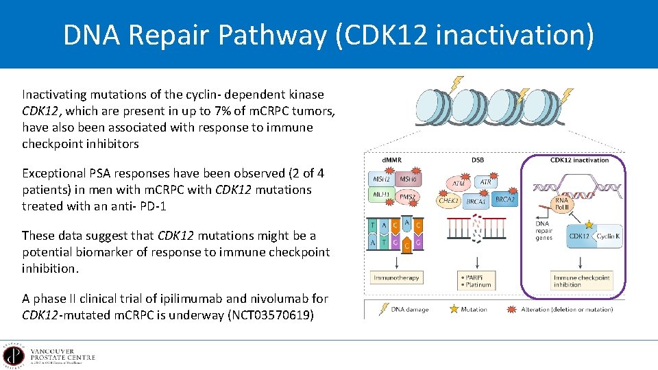 DNA Repair Pathway (CDK 12 inactivation) Inactivating mutations of the cyclin- dependent kinase CDK