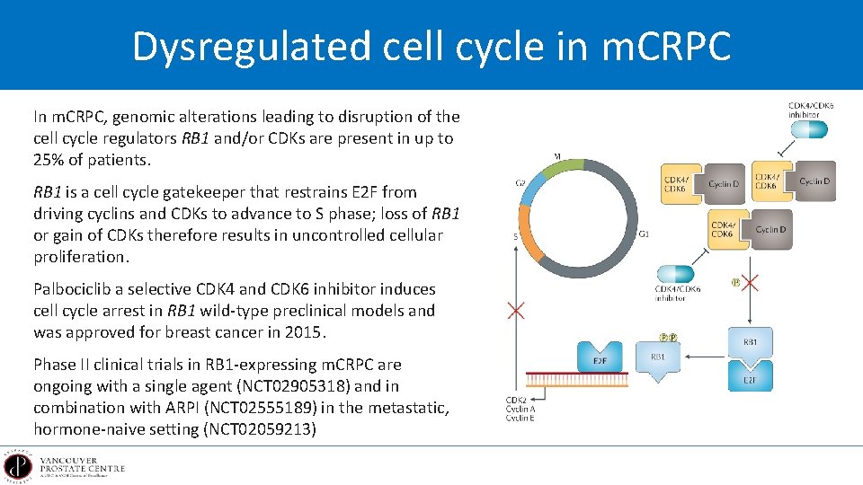 Dysregulated cell cycle in m. CRPC In m. CRPC, genomic alterations leading to disruption