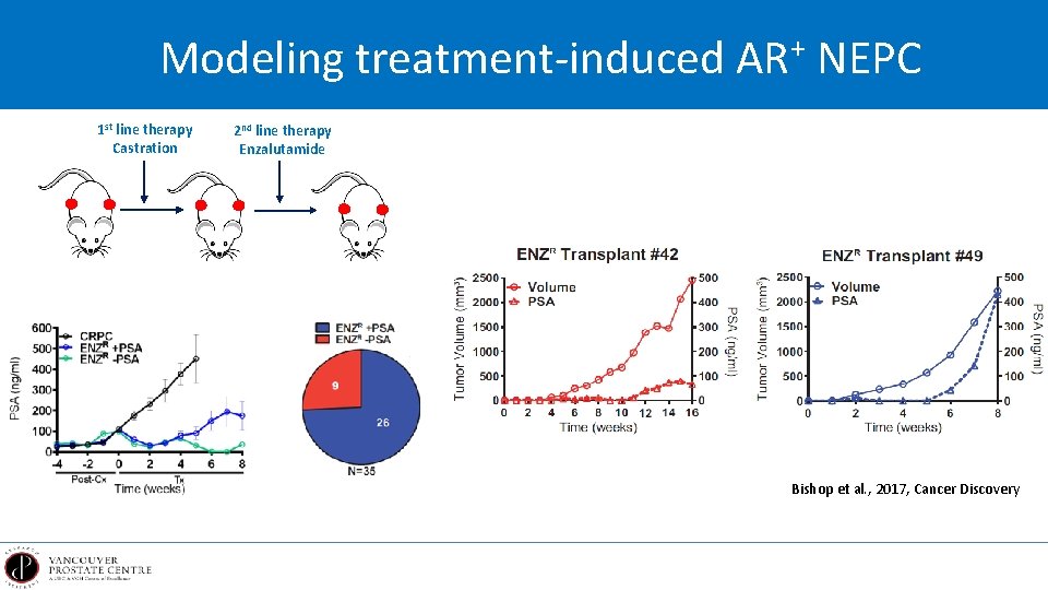 Modeling treatment-induced AR+ NEPC 1 st line therapy Castration 2 nd line therapy Enzalutamide