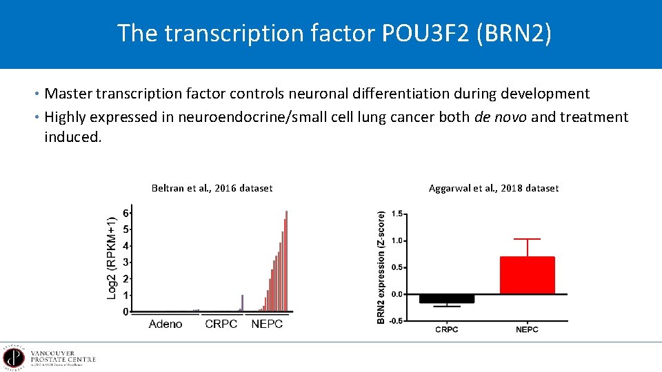 The transcription factor POU 3 F 2 (BRN 2) • Master transcription factor controls