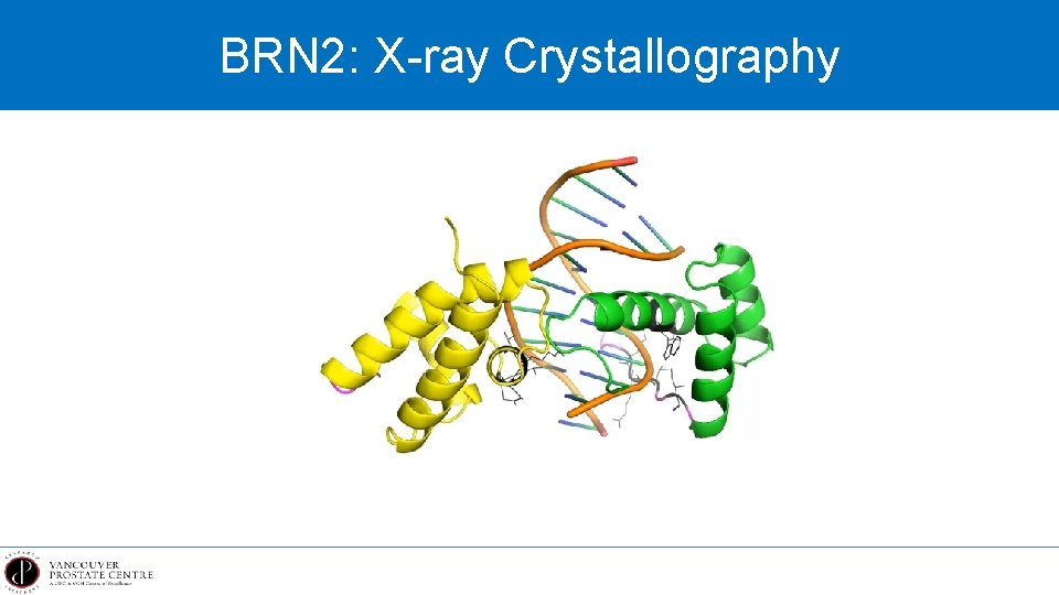 BRN 2: X-ray Crystallography 