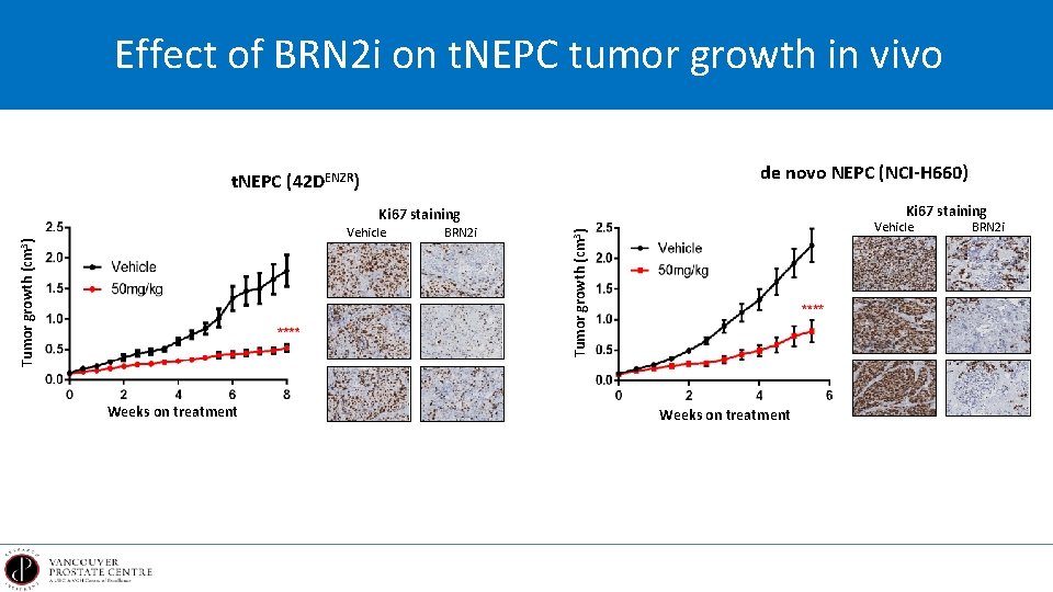 Effect of BRN 2 i on t. NEPC tumor growth in vivo de novo
