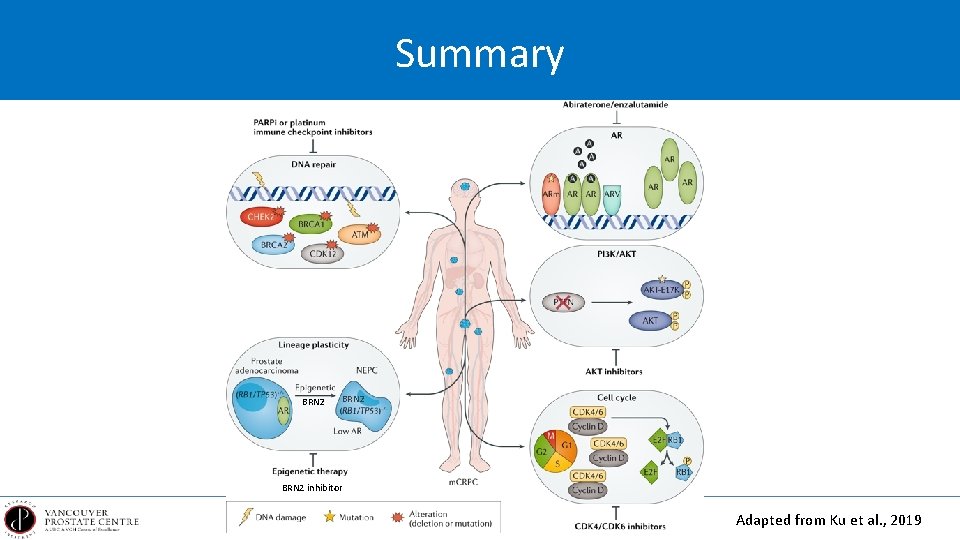 Summary BRN 2 inhibitor Adapted from Ku et al. , 2019 