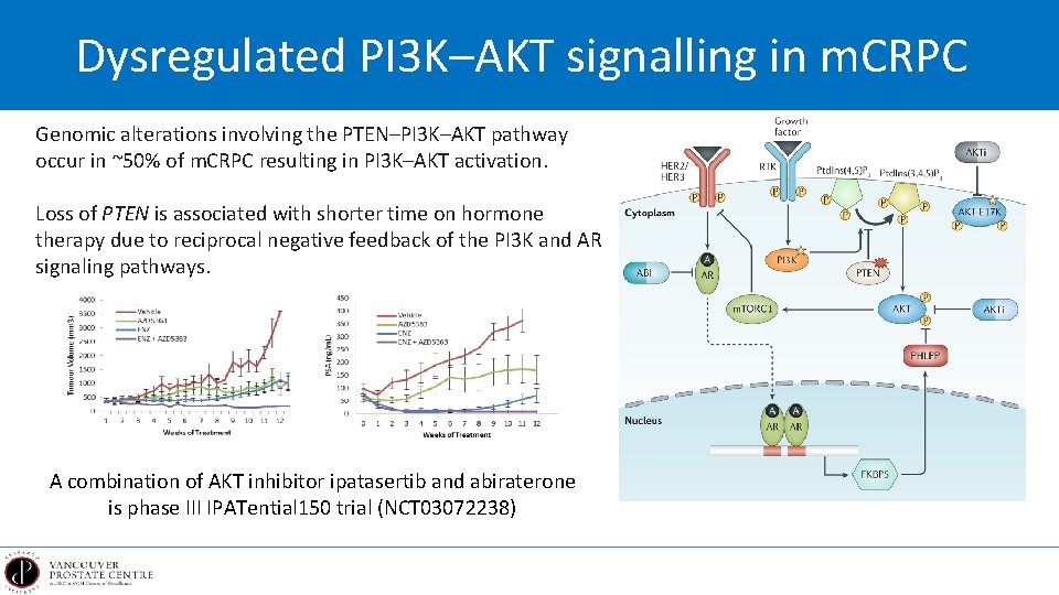 Dysregulated PI 3 K–AKT signalling in m. CRPC Genomic alterations involving the PTEN–PI 3
