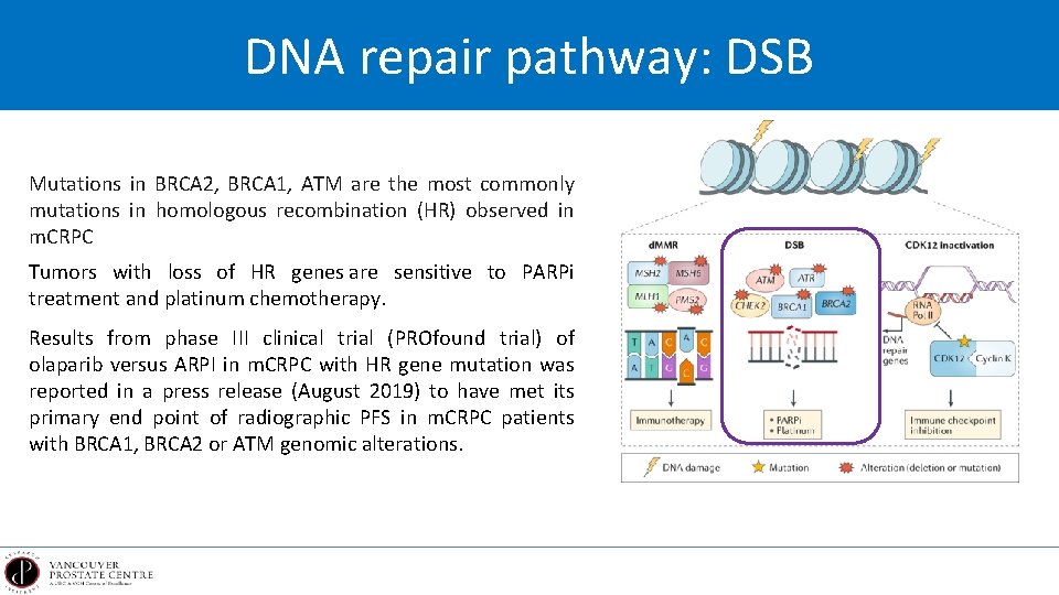 DNA repair pathway: DSB Mutations in BRCA 2, BRCA 1, ATM are the most
