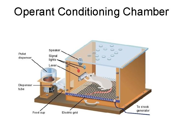 Operant Conditioning Chamber 