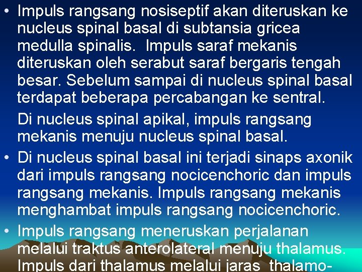  • Impuls rangsang nosiseptif akan diteruskan ke nucleus spinal basal di subtansia gricea