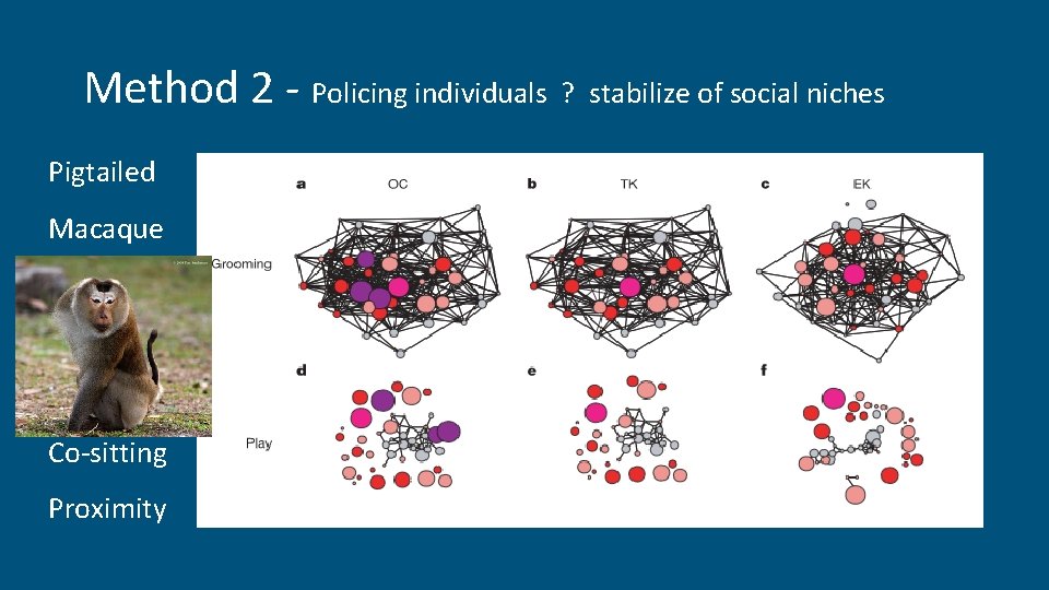 Method 2 - Policing individuals ? stabilize of social niches Pigtailed Macaque Co-sitting Proximity Method 2 - Policing individuals ? stabilize of social niches Pigtailed Macaque Co-sitting Proximity